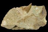 Otodus Shark Tooth Fossil in Rock - Eocene #139925-1